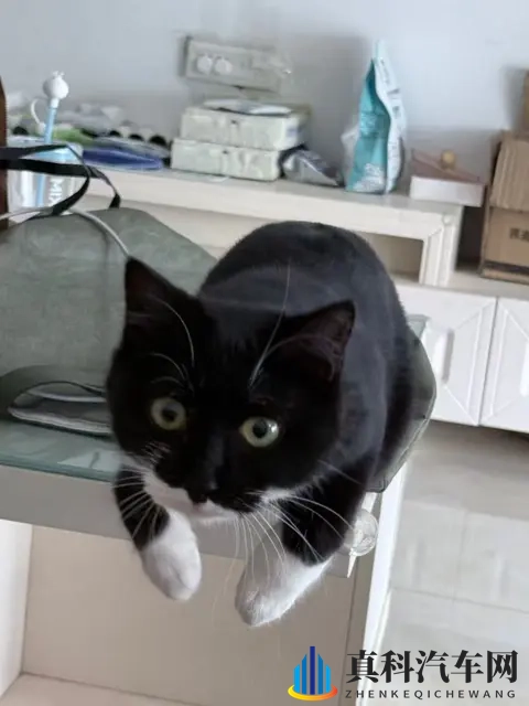 零跑带宠自驾:守护模式超安心-1