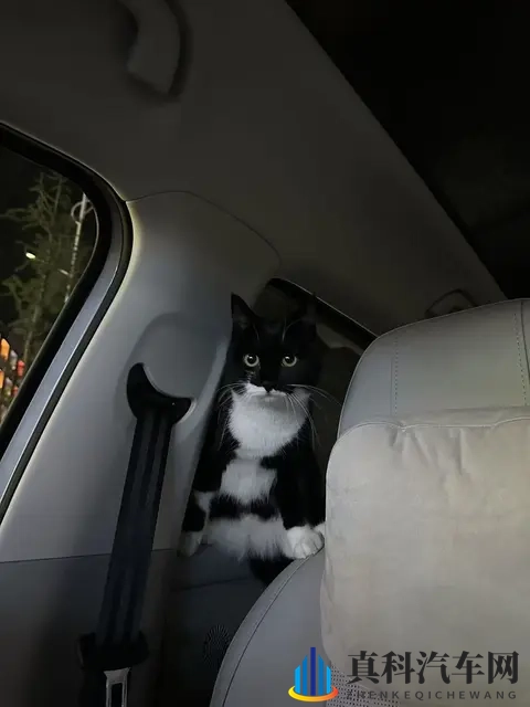 零跑带宠自驾:守护模式超安心-3