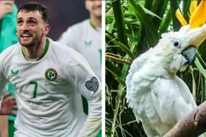 带队杀入附加赛！外媒：都柏林动物园将一只鹦鹉以帕洛特命名